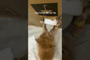 Cute Kitten Funny Viral Reels😂|| #shortsvideo #amazing #kitten #reels #trending #animals