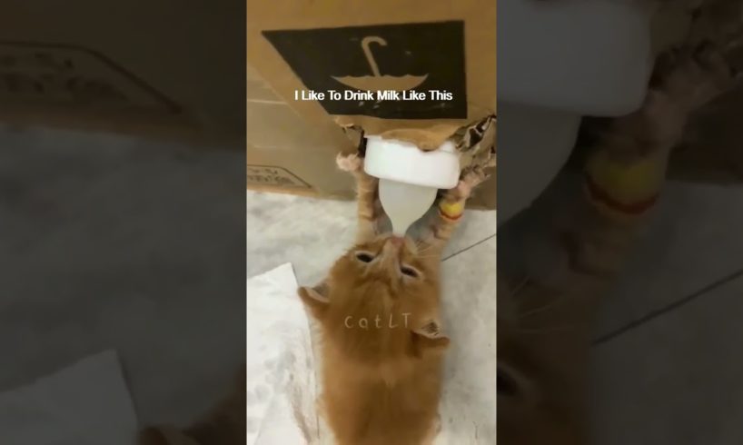 Cute Kitten Funny Viral Reels😂|| #shortsvideo #amazing #kitten #reels #trending #animals