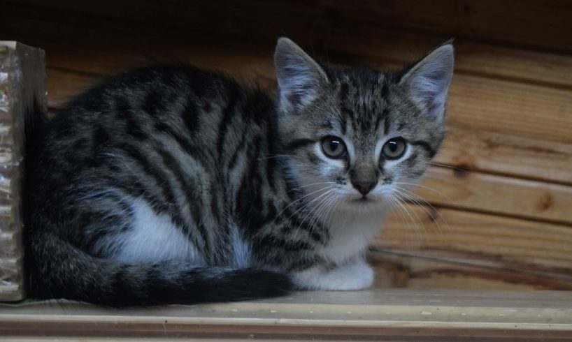 Cute Kitten Meowing Sound Effect for One Hour!  #kitten #kitty #meow #meowing #cats #cat #pets #pet