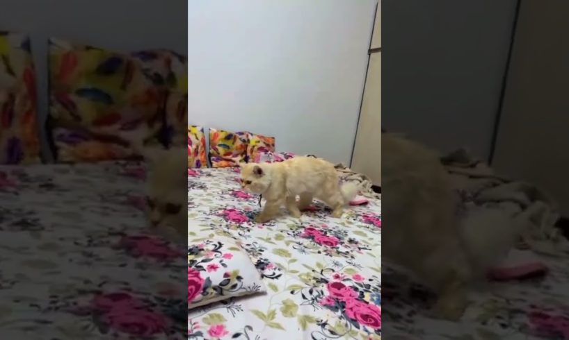 Cute Persian cat playing😻#animals #cute #persian #music #reels #trending #viral #shorts#funny#goat