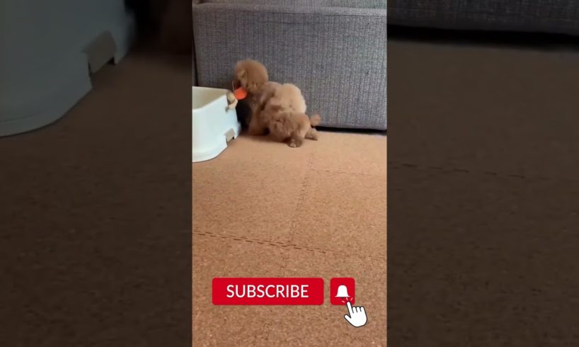 Cute Puppies | Funny Puppies😂
