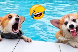 Cute Puppies You Wanna Watch doing Funny Things - Cutest Puppy #24