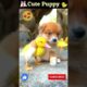 Cute Puppy | Baby dog | #viral #shorts