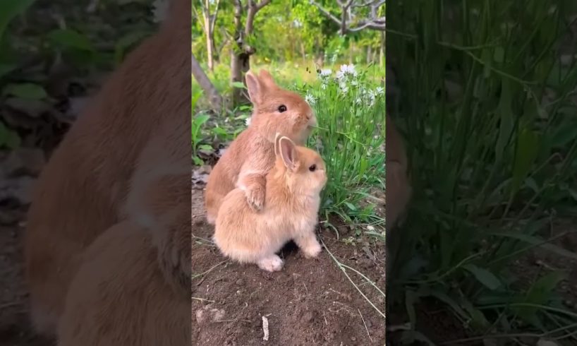 Cute Rabbits Playing 🐇😍♥️ #rabbit #animals #shorts #cuteanimals #beautiful #nature