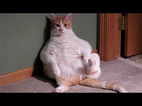 Cute and chubby animals - Funny animal compilation