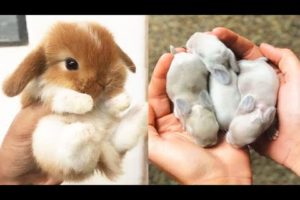 Cute baby animals Videos Compilation cute moment of the animals #15 Cutest Animals 2023