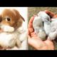 Cute baby animals Videos Compilation cute moment of the animals #15 Cutest Animals 2023