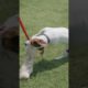 Cute dog playing #cutedog #viralvideo #viralvideo #viralshort #viralvideos #hd_video #animals #dog