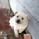 Cute poor puppy crying asking for help | Animal rescue that melt your heart