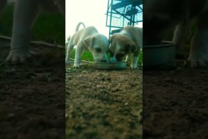 Cute puppies Drinking water TAJ puppies WORLD CUTEST puppies #viral #dog viral puppies