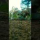 Cute puppies Drinking water TAJ puppies WORLD CUTEST puppies #viral #dog viral puppies