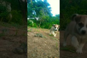 Cute puppies running Soo cutest puppies TAJ puppies very cute Adorable reaction