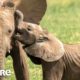 Cutest Baby Animals: Wild Dog, Baboon & Elephants | Love Nature