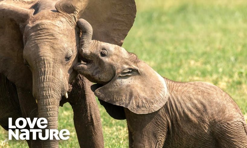 Cutest Baby Animals: Wild Dog, Baboon & Elephants | Love Nature