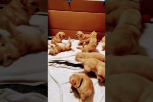 Cutest Puppies Cute 🥰🥰🥰🥰🥰🥰🥰🥰🥰🥰🥰🥰🥰🥰🥰 /// #shorts #puppy #moments