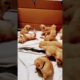 Cutest Puppies Cute 🥰🥰🥰🥰🥰🥰🥰🥰🥰🥰🥰🥰🥰🥰🥰 /// #shorts #puppy #moments