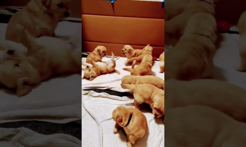 Cutest Puppies Cute 🥰🥰🥰🥰🥰🥰🥰🥰🥰🥰🥰🥰🥰🥰🥰 /// #shorts #puppy #moments