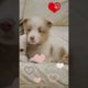 Cutest Puppies Playtime Om The Planet #lovingpets #cutestpuppies