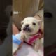 Cutest Puppies ever!#shorts#animals#puppies#viral