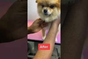 Cutest Puppy Ever! #cutedog #dogs #puppies #shortsvideo