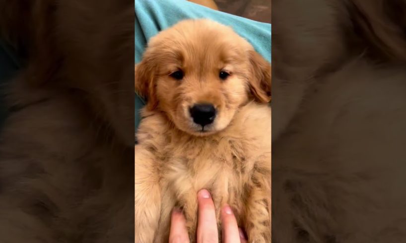 Cutest Puppy Ever!   #shorts #shortvideo #puppy #puppies #love #cute #doglover #dog