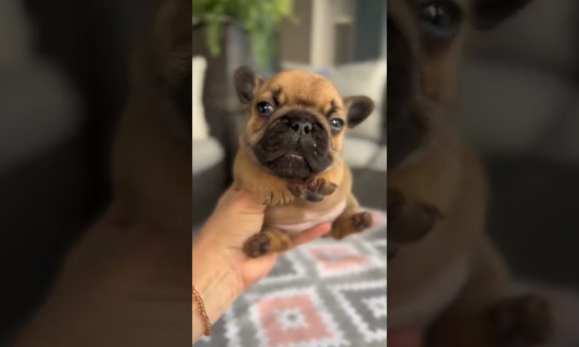 Cutest Puppy On Internet 🐾🤩🍼#shorts#pets #cute# #puppy #puppies #dog#doglover #short