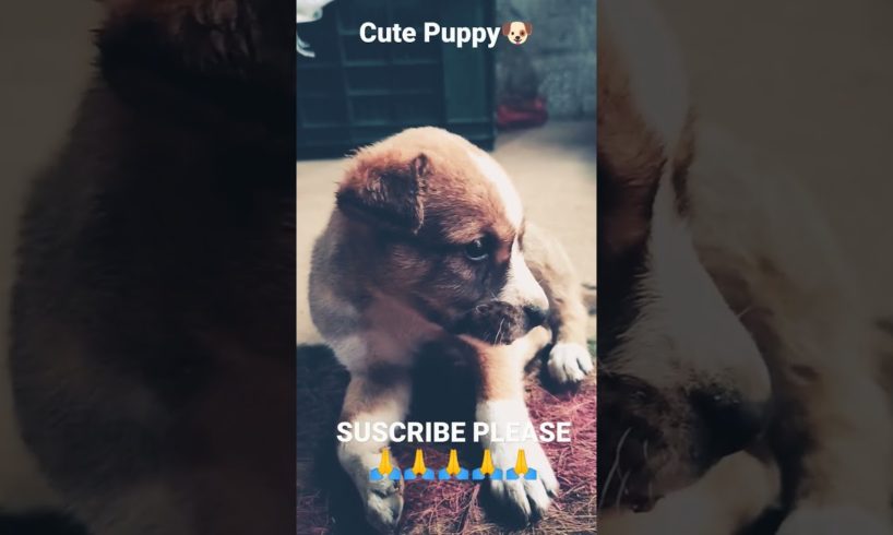 Cutest Puppy #animal #doglover #cutedog #dog #viral #dogshorts #cutepappy