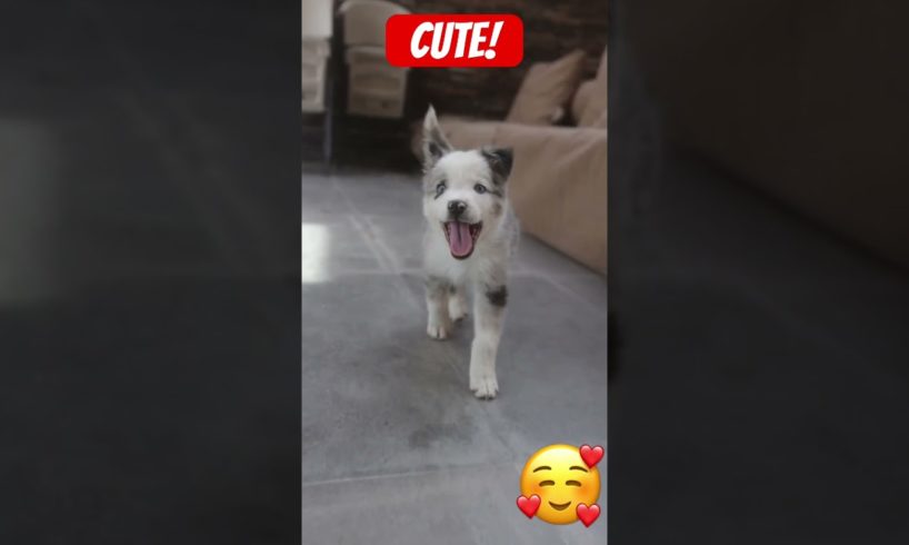 Cutest Puppy-#shorts-วิดีโอสั้นลูกสุนัขที่น่ารักที่สุด