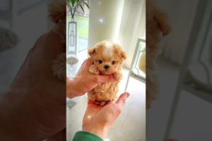 Cutest Teacup Puppy and Baby Bunny Friends 😍 ( Subscribe) #dog #shorts #bunny