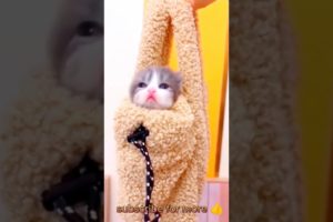 Cutest baby cat 😍😺 meowing sounds #youtubeshorts #cute #shortvideo #kitten #cat #catlover #catvideos
