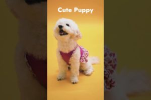 Cutest dog videos #shorts #puppies #puppy #puppylove #dogs #pets