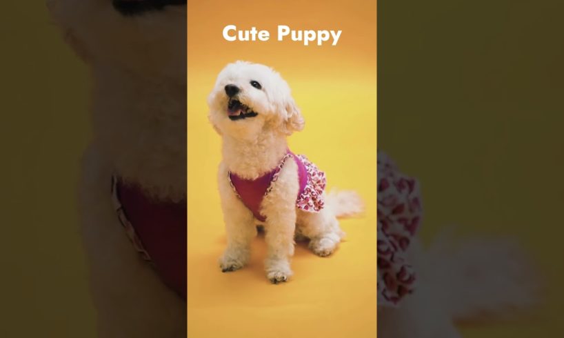 Cutest dog videos #shorts #puppies #puppy #puppylove #dogs #pets