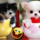 Cutest dogs and cats in the world 2023, funny animal videos, animals, cat, funny videos, funny video