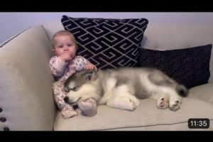 Cutest dogs videos ever 🥰😘