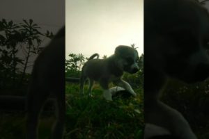 Cutest puppies playing