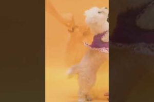 Cutest puppy dogs playing. #shorts #shortsvideo #shortsvideoviral #dr.manishamajumdarde