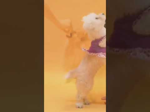 Cutest puppy dogs playing. #shorts #shortsvideo #shortsvideoviral #dr.manishamajumdarde