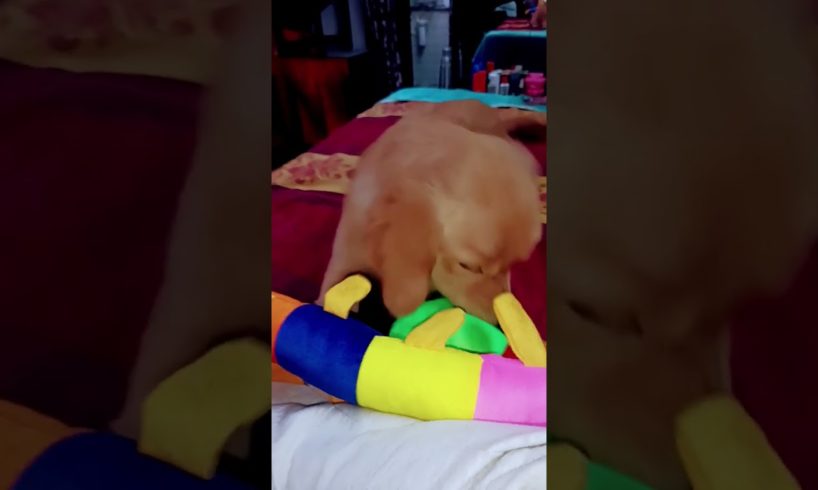 Cutest puppy,Labrador puppy,puppy dog,golden retriever puppies,cute puppies,puppy love,cats,dogs