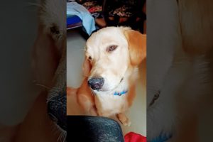 Cutest puppy,Labrador puppy,puppy dog,golden retriever puppies,cute puppies,puppy love,cats,dogs,pet