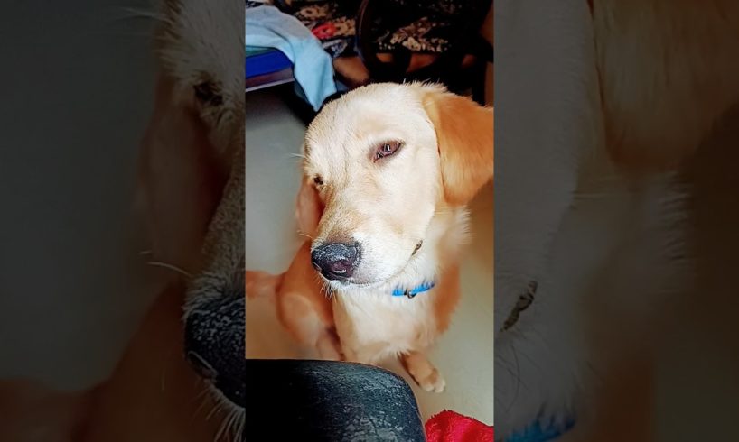 Cutest puppy,Labrador puppy,puppy dog,golden retriever puppies,cute puppies,puppy love,cats,dogs,pet