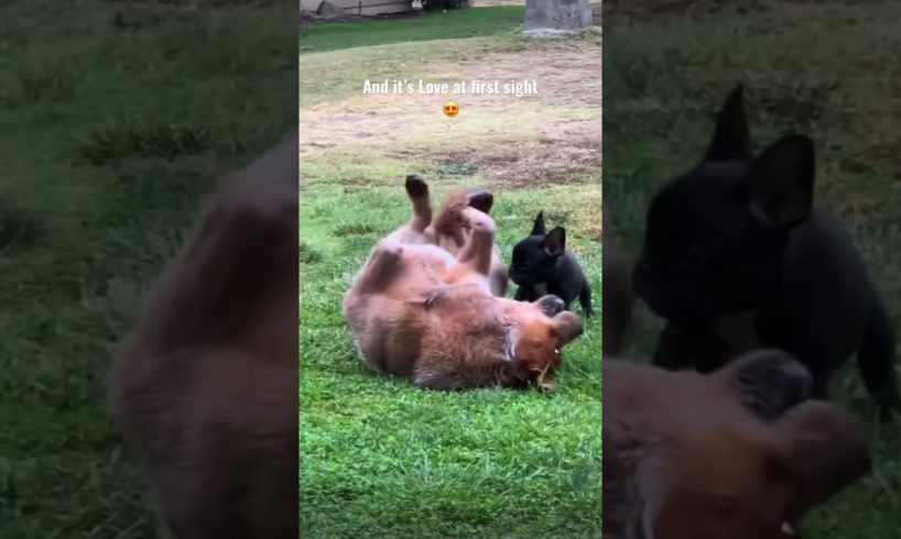 DO YOU THINK this DOG is in LOVE 🥰 |Wholesome Video #funny #dog #shorts #youtubeshorts