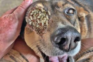 DOG'S DESPERATE PLEA  See What Happens When Someone Heeds His / RESCATE ANIMALES