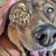 DOG'S DESPERATE PLEA  See What Happens When Someone Heeds His / RESCATE ANIMALES