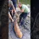 Deer Rescued from Mud Pit | People Are Awesome #shorts