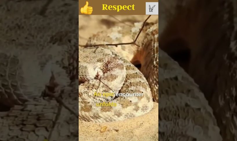 Desert Fox Takes on Deadly Snake #shorts #vipersnake #fennecfox