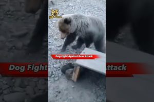 Dog Fight To Saves Puppies from Bear 😱 #shorts #dog #animals