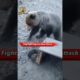Dog Fight To Saves Puppies from Bear 😱 #shorts #dog #animals