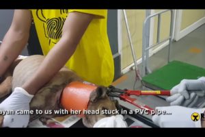 Dog Rescue From PVC Pipe | Animal Rescue, India