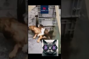Dog Rescues Cat In Adorable Video #short #shortvideo #shortvideoviral