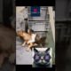 Dog Rescues Cat In Adorable Video #short #shortvideo #shortvideoviral